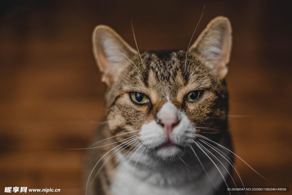 猫