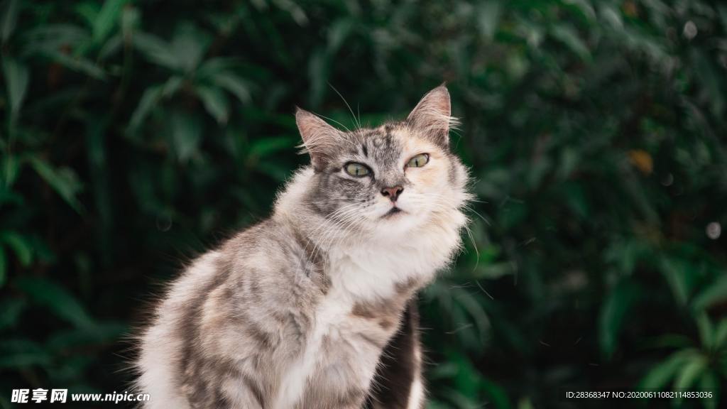 猫