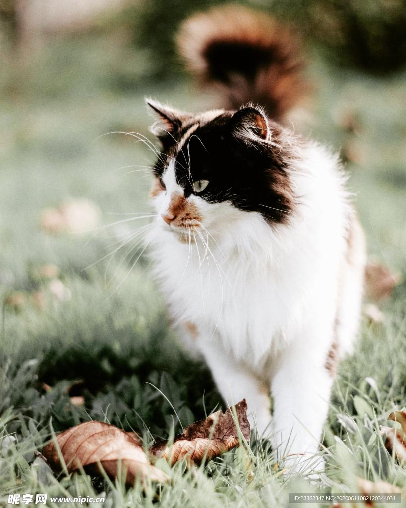 猫