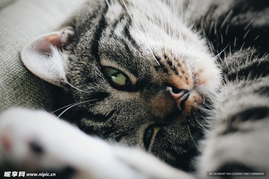 猫