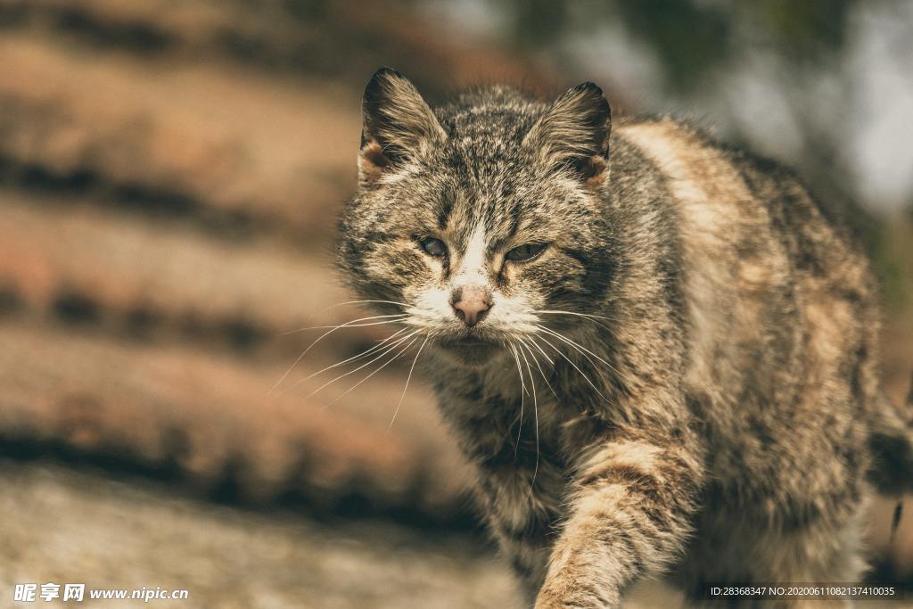猫
