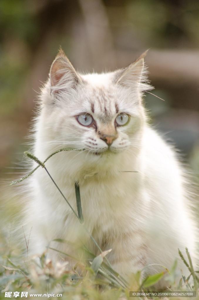 猫
