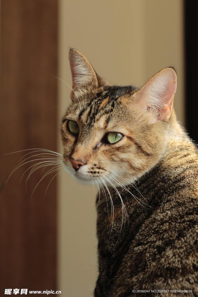 猫