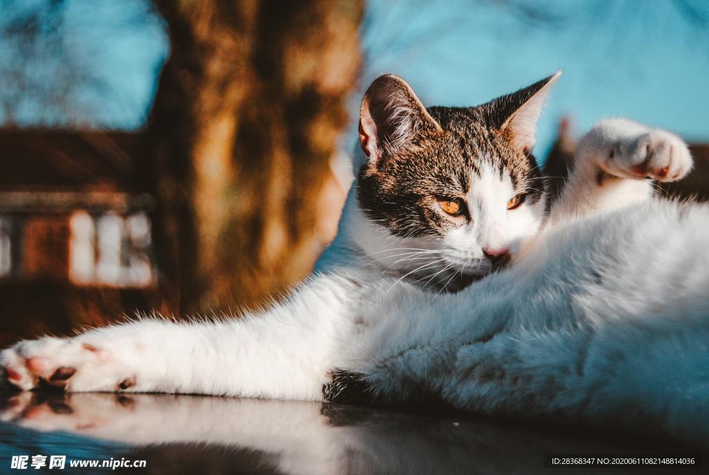 猫