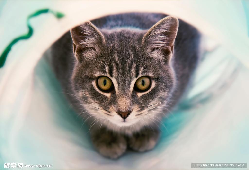 猫