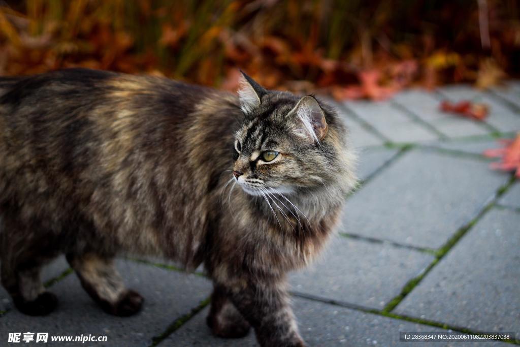 猫