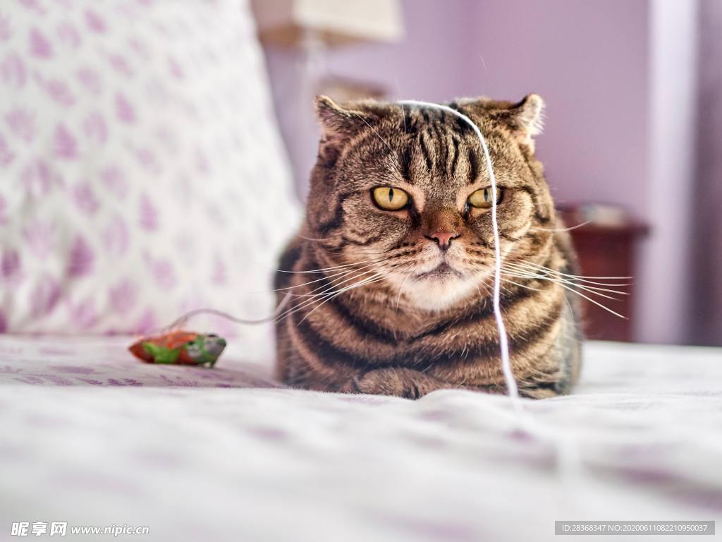 猫