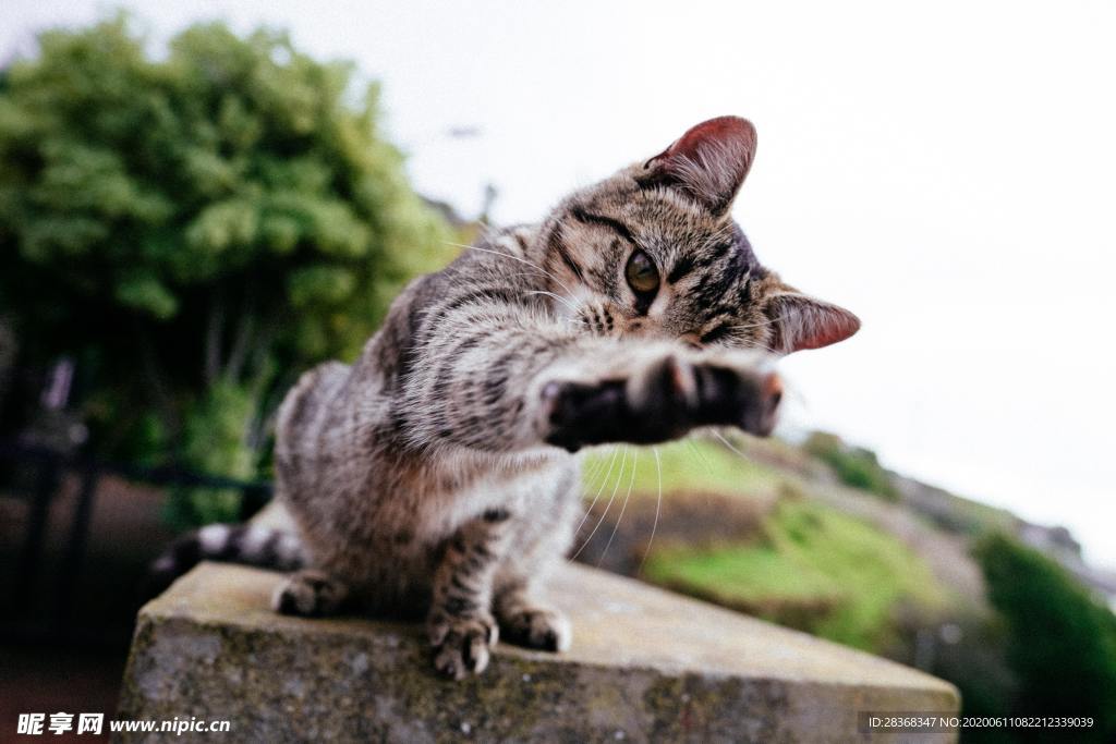 猫