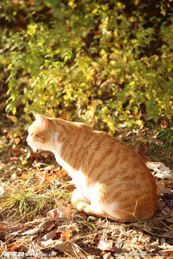 猫