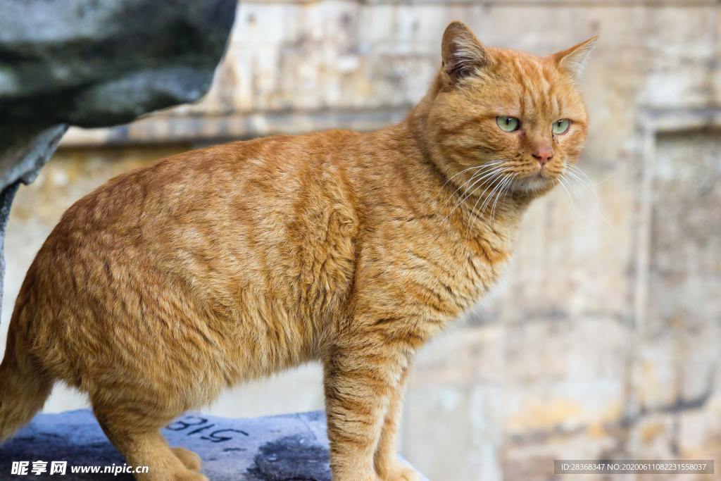 猫