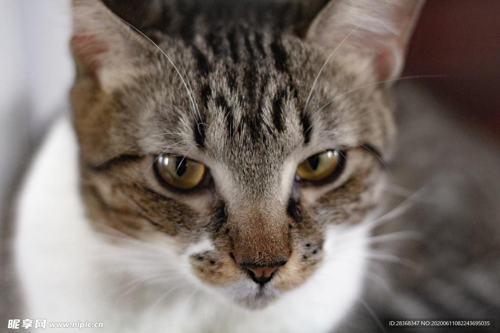 猫