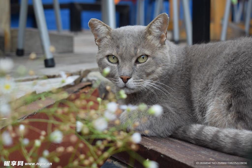 猫