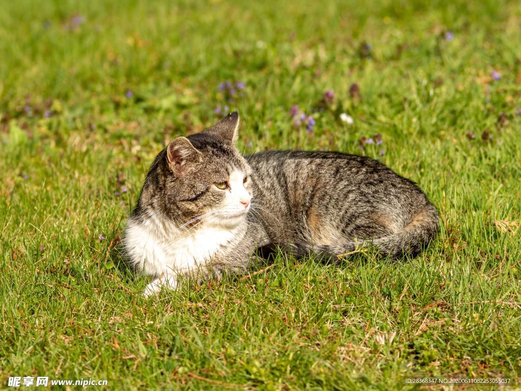 猫