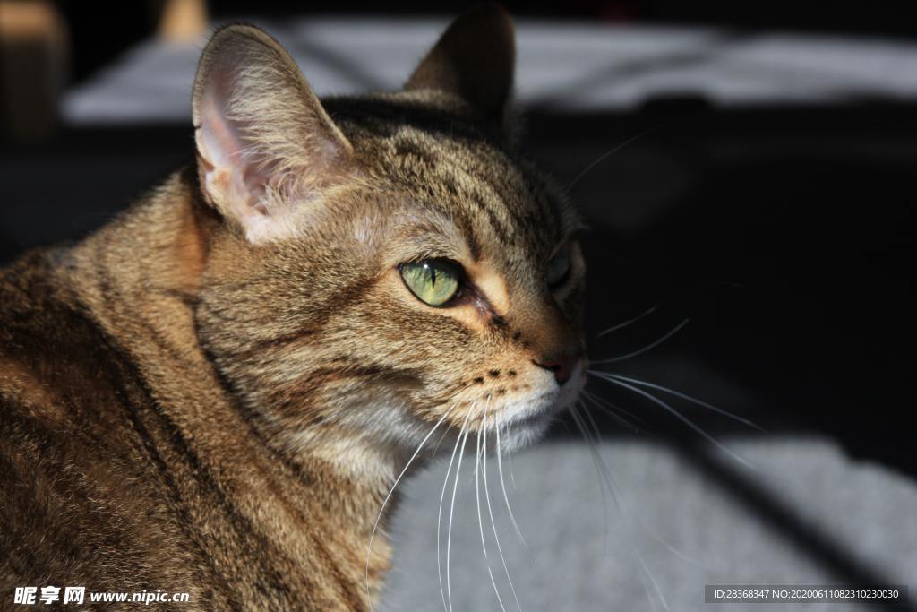 猫