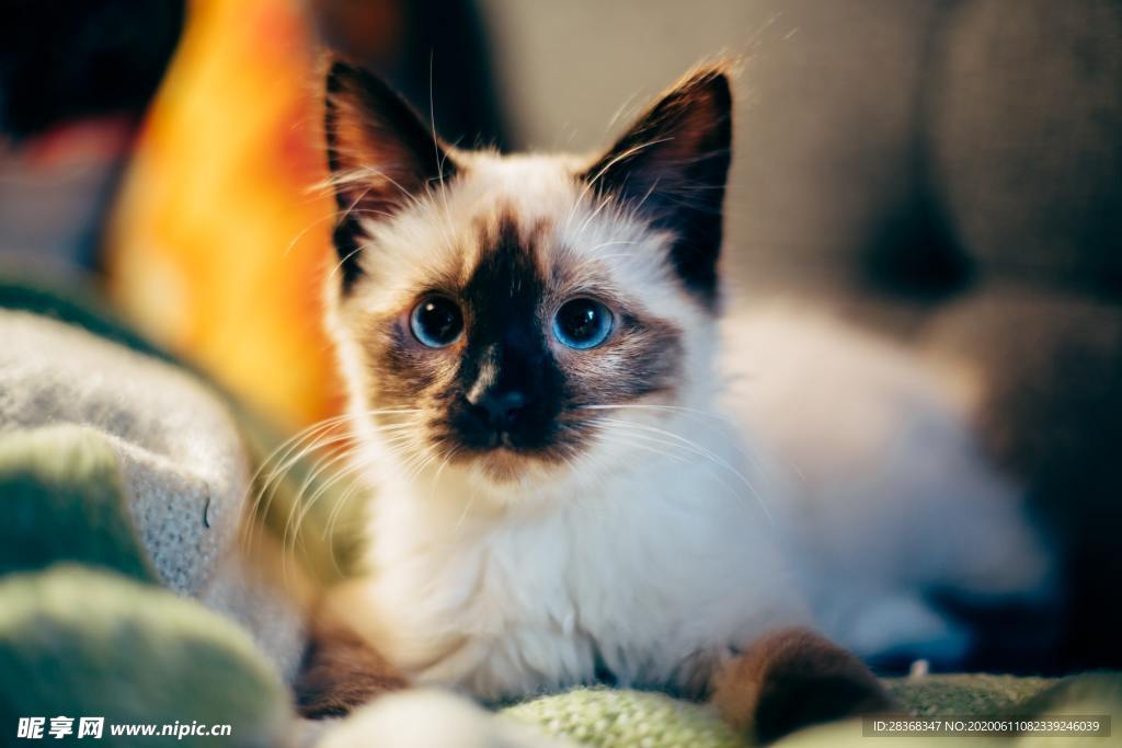 猫
