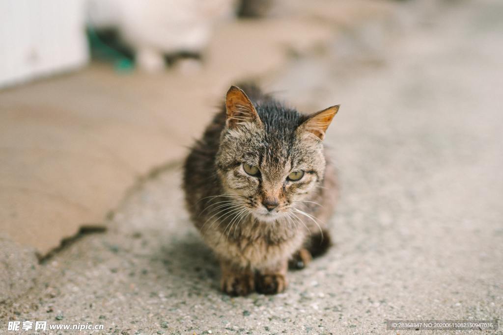 猫