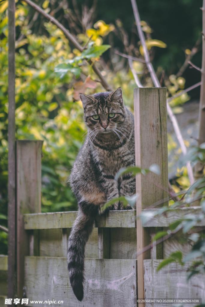 猫