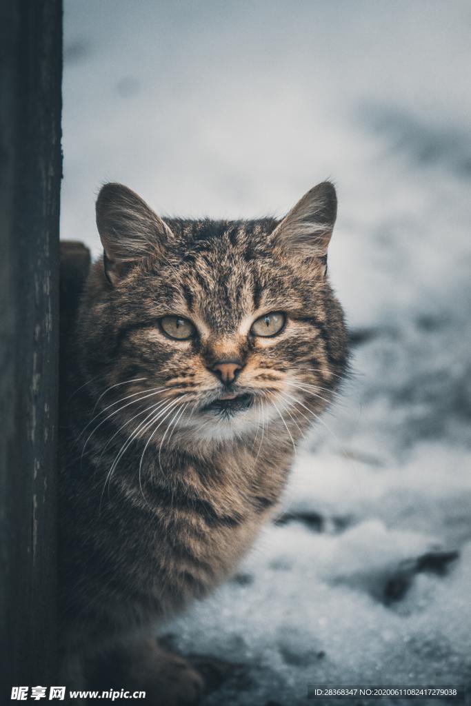 猫
