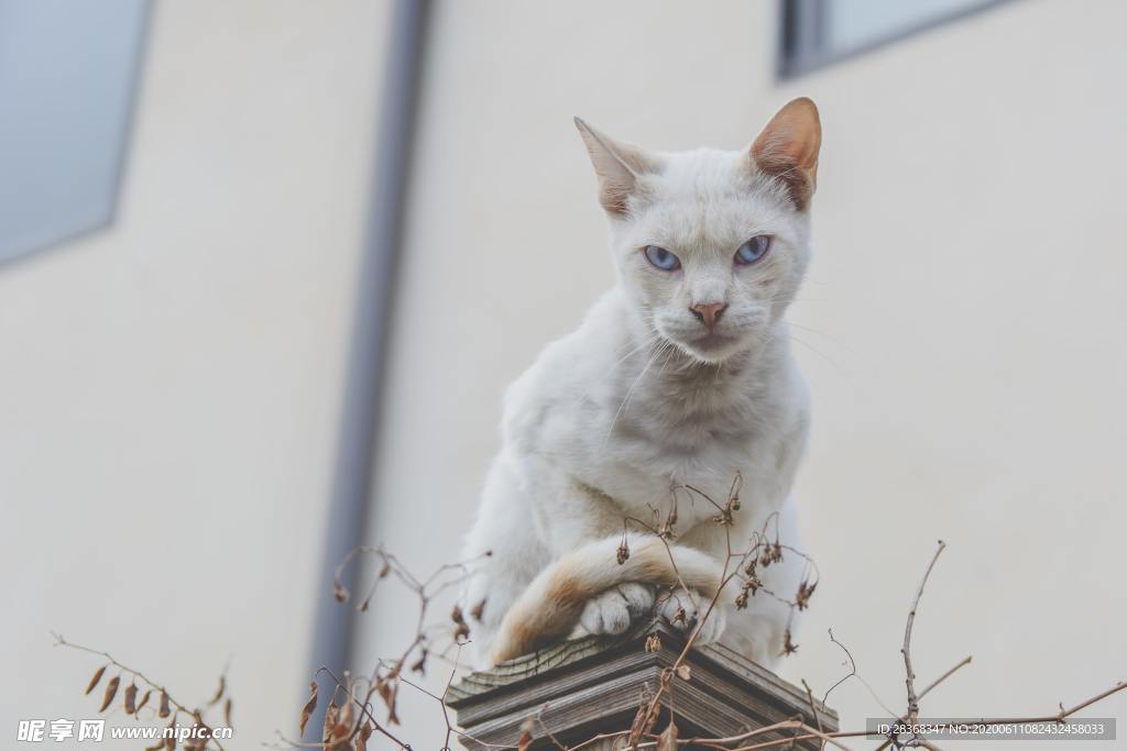 猫