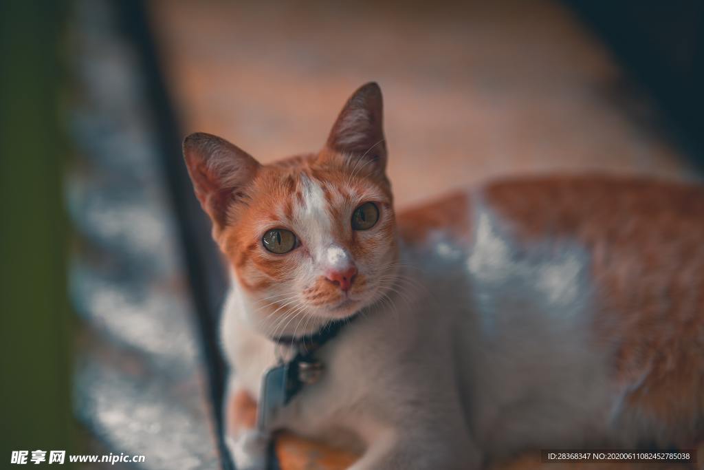 猫