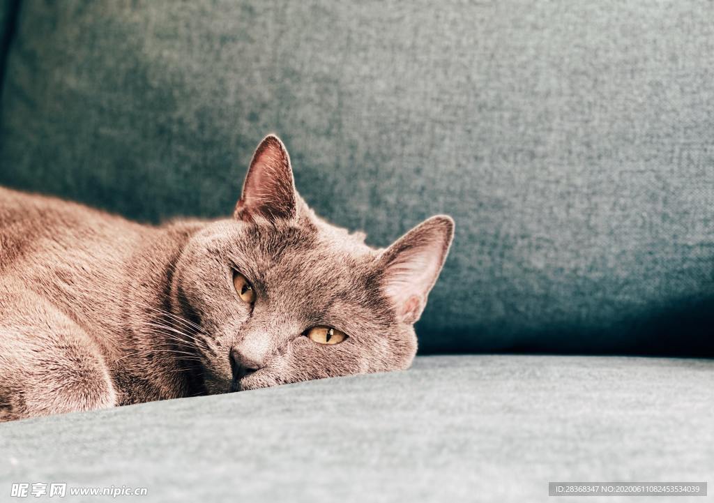 猫
