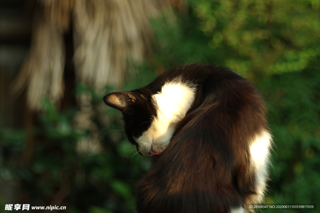 猫