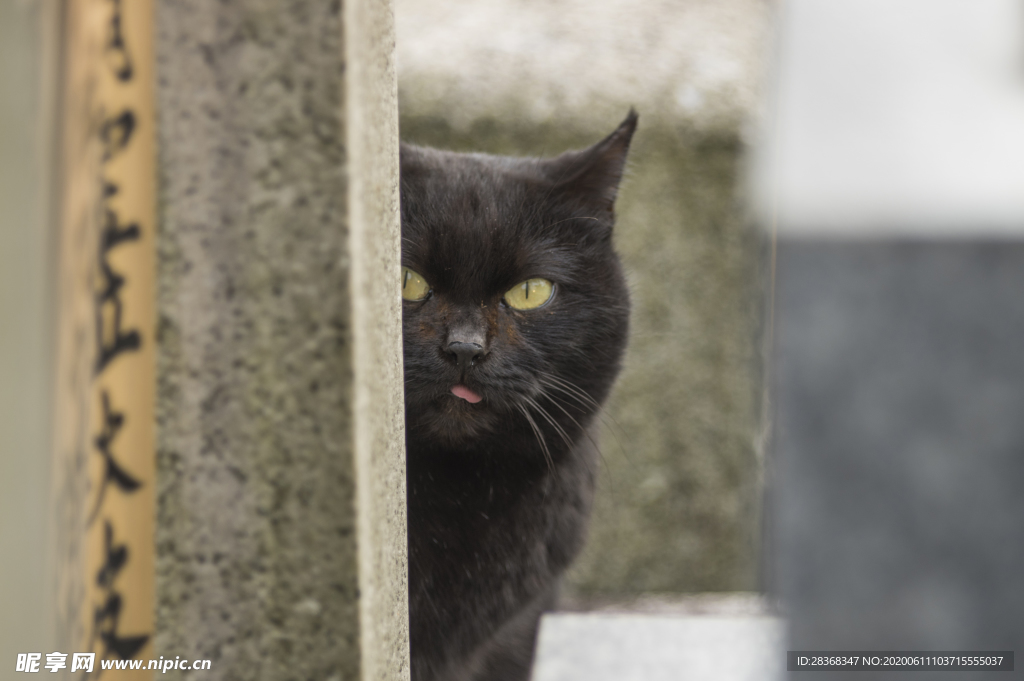 猫