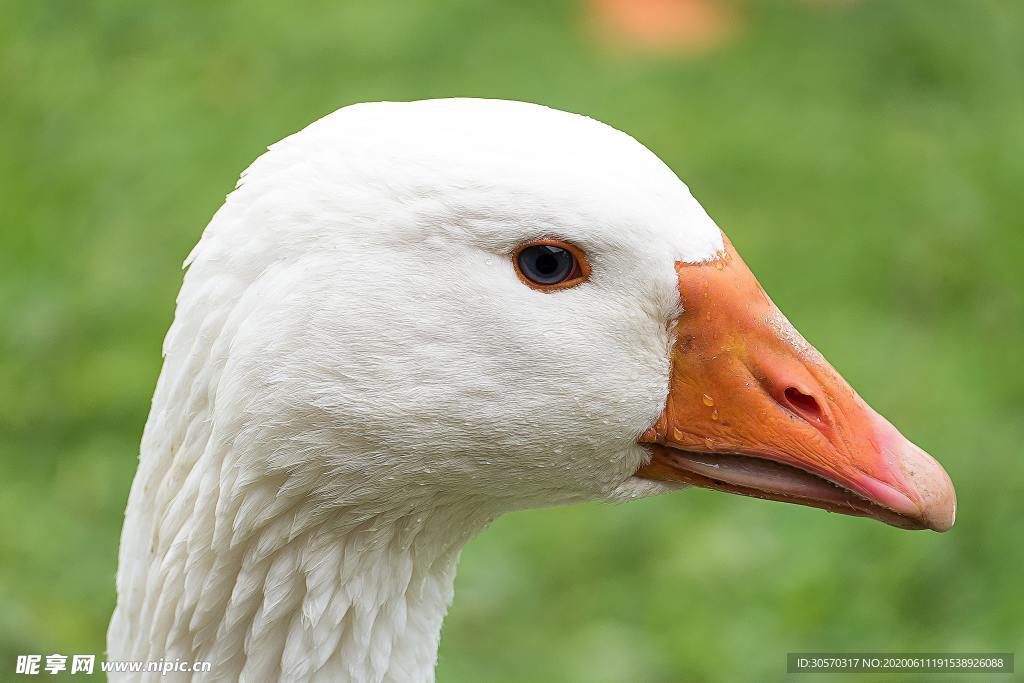 鸭子