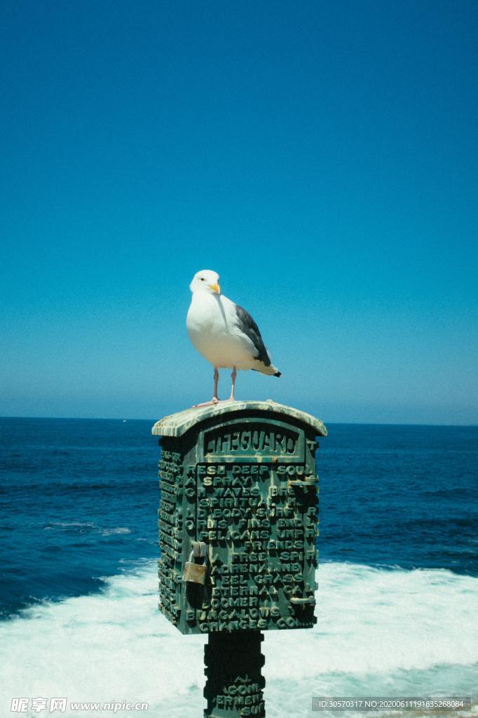 鸟