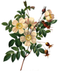 手绘鲜花素材