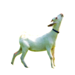山羊图片
