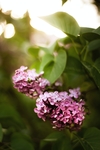 丁香花
