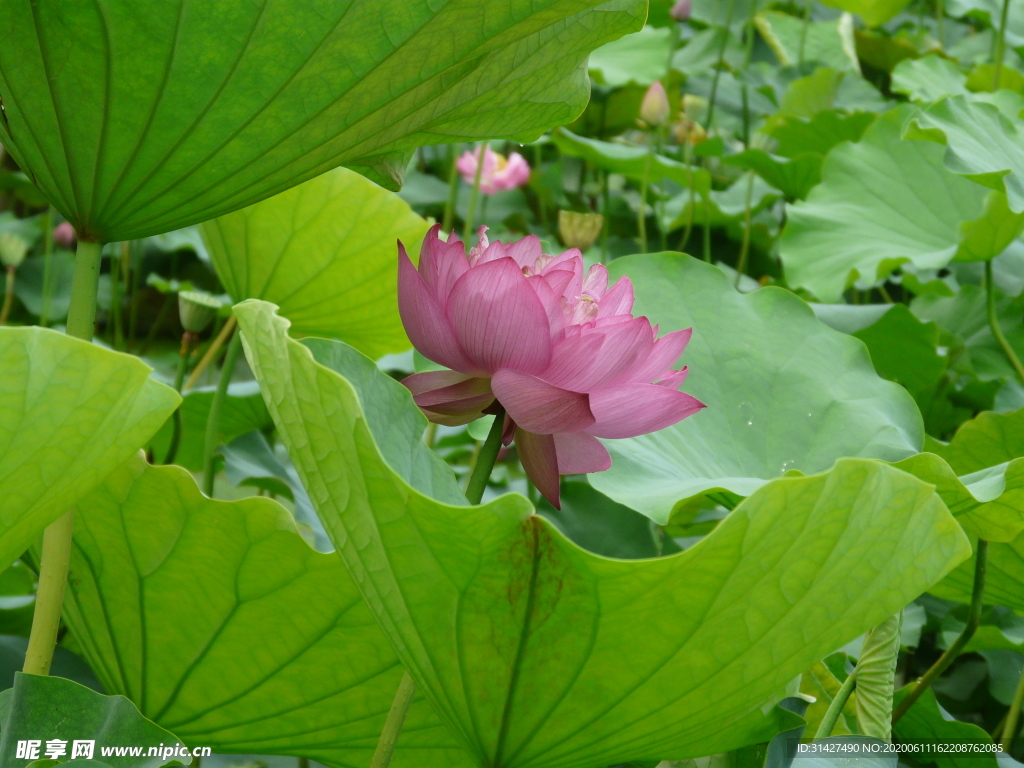 荷花