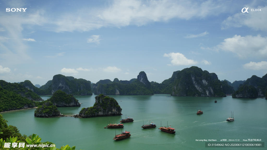 旅游 国外        树林