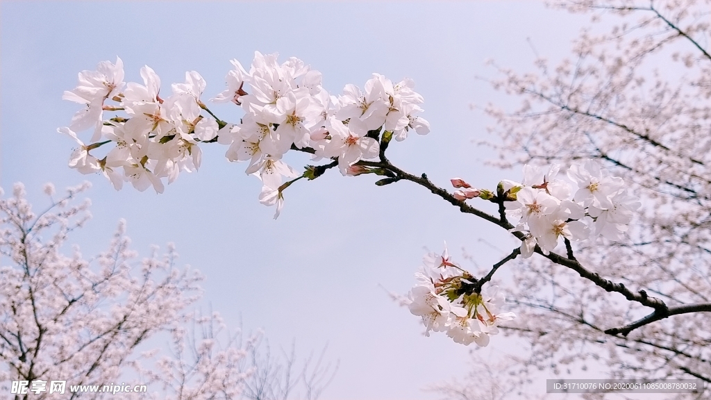 樱花
