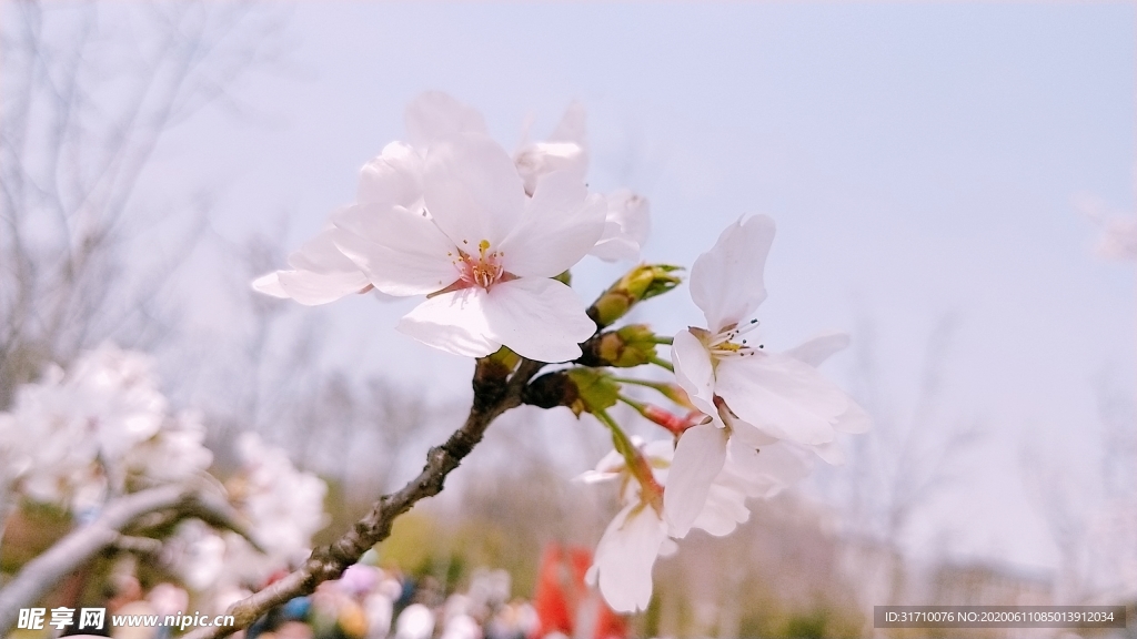 樱花
