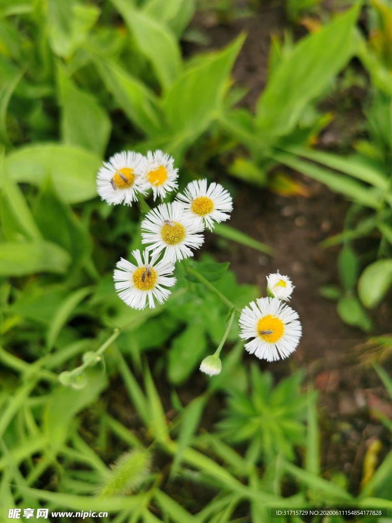 小雏菊
