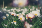 雏菊