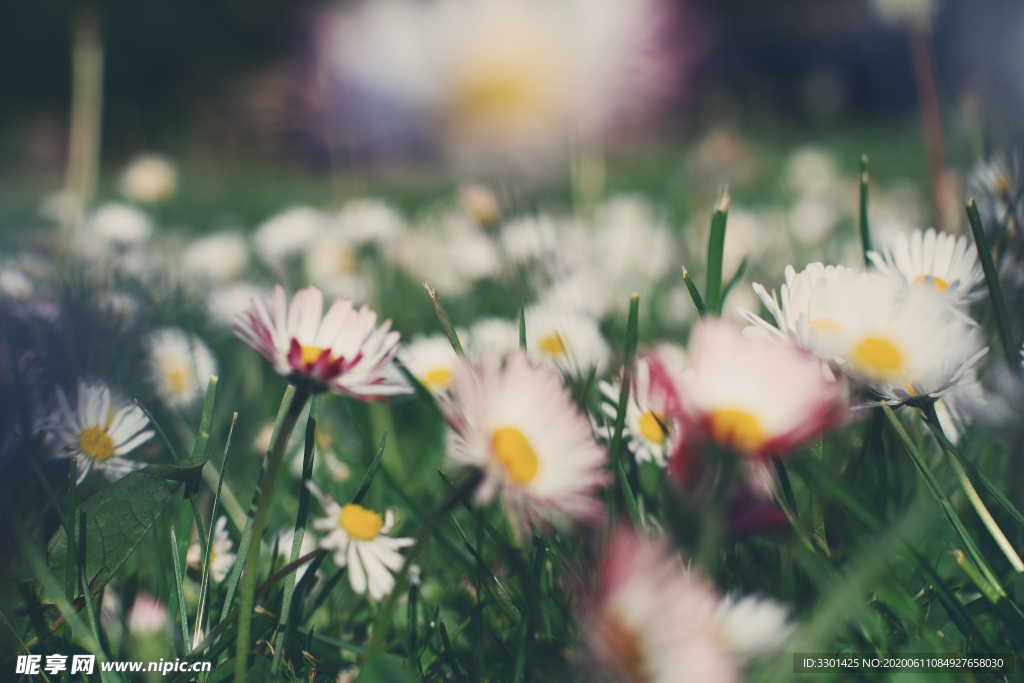 雏菊
