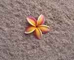 花瓣
