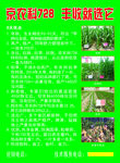 玉米种子宣传单