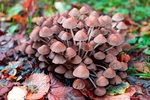 山珍蘑菇