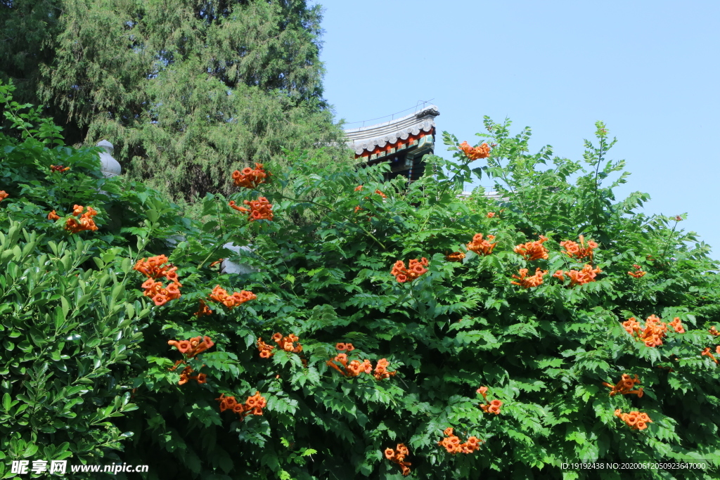 凌霄花