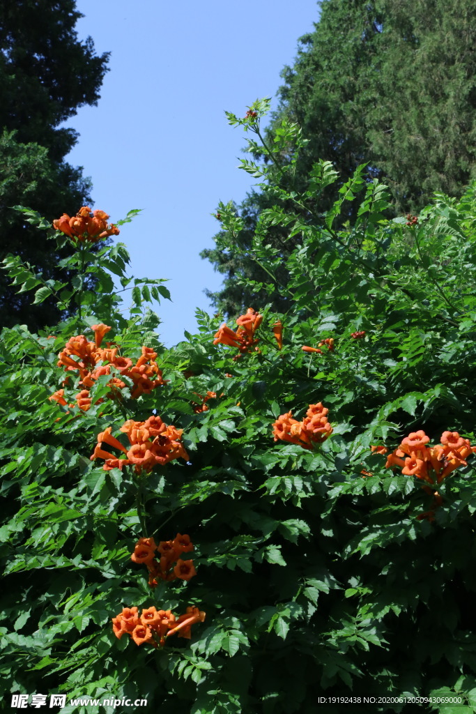 凌霄花