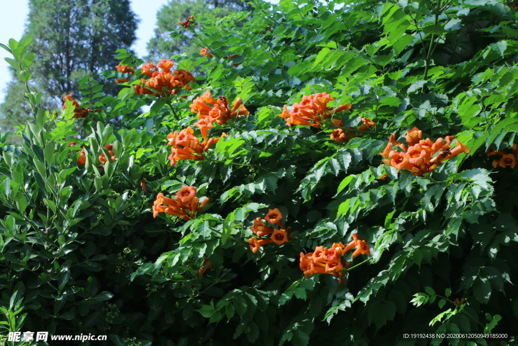 凌霄花