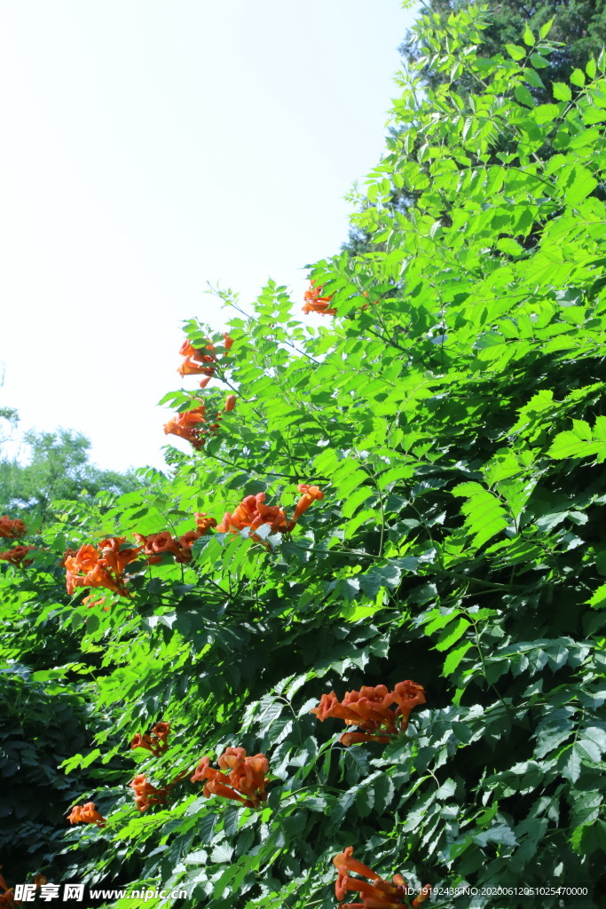 凌霄花