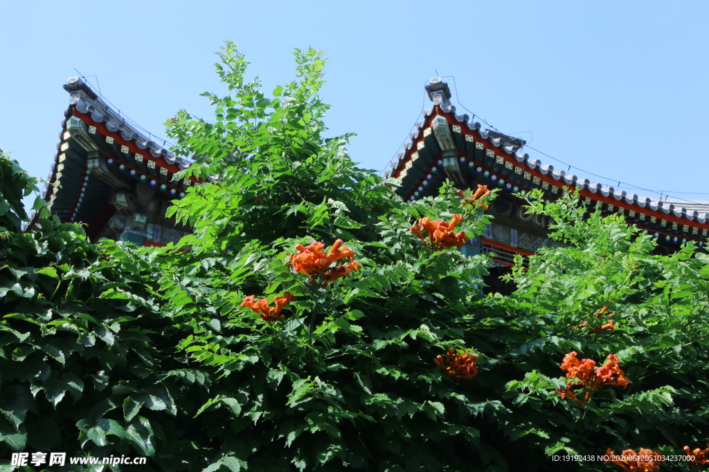 凌霄花