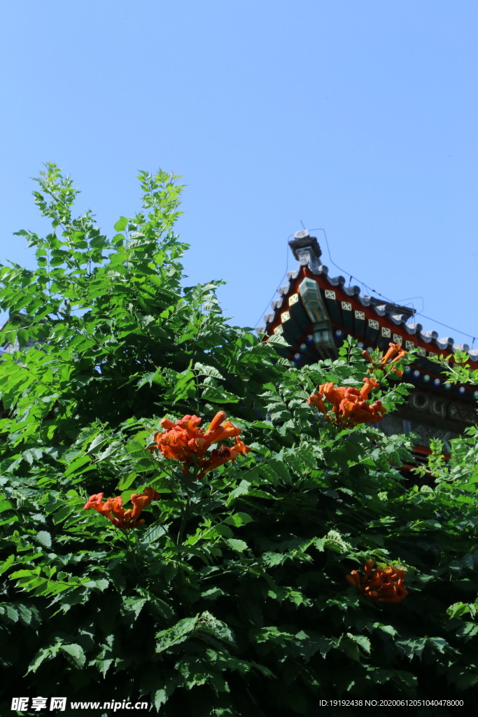 凌霄花
