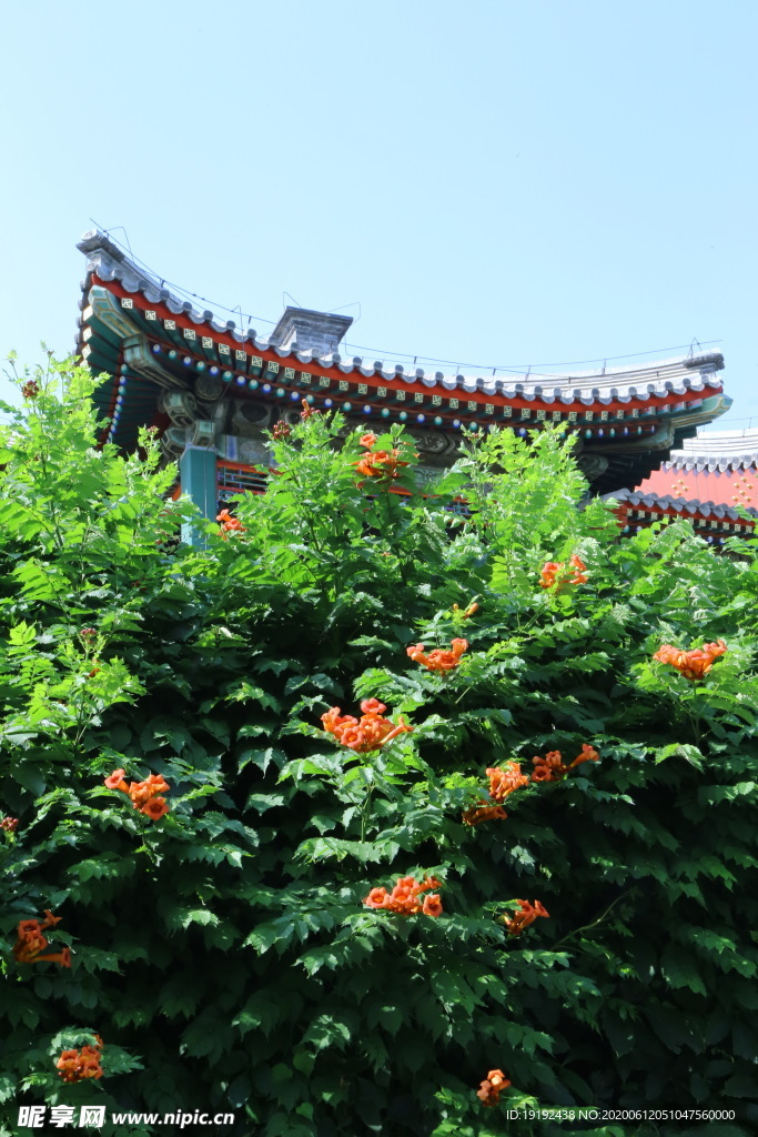 凌霄花