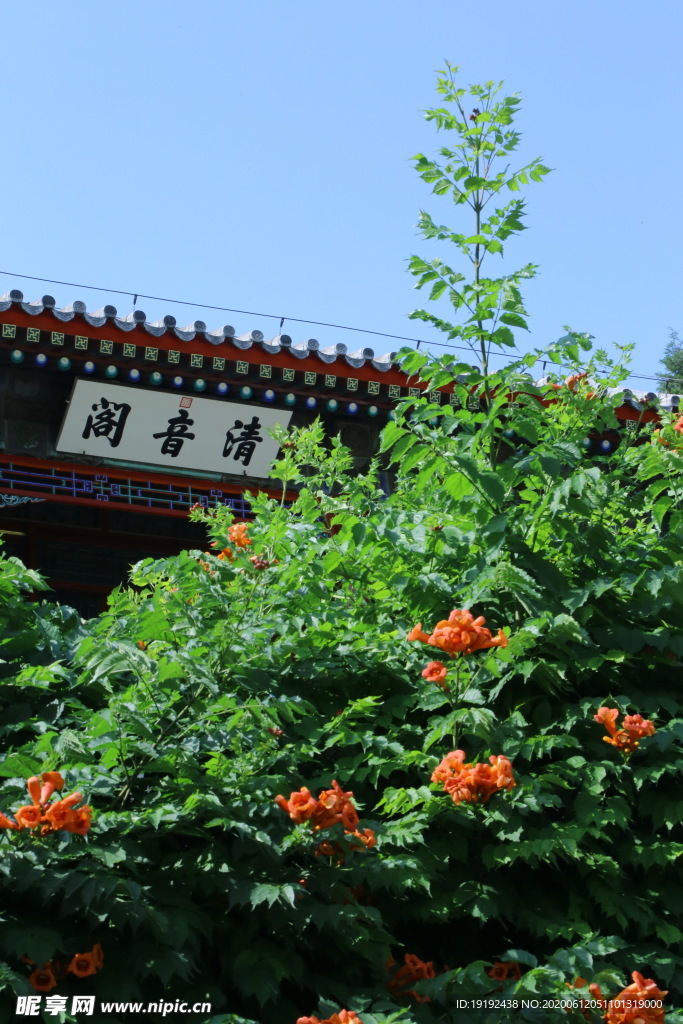 凌霄花